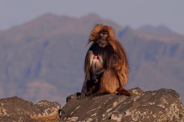 a-wild-walk-in-the-simien-mountains-8-days