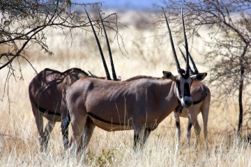 historic-route-awash-semien-mountains-and-bale-mountains-np-14-days