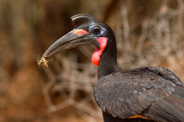 birds-of-ethiopia-12-days