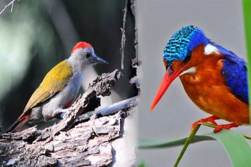 ethiopias-endemic-birds-16-days