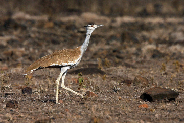 wildlife-and-tribes-of-ethiopia-13-days